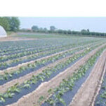 Telo Pacciamatura Biodegradabile Mt 1000 o 1500 Larghezza Mt 1 spessore 0,015 mm