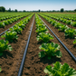 IRRIGAZIONE AGRICOLA CON ALA GOCCIOLANTE